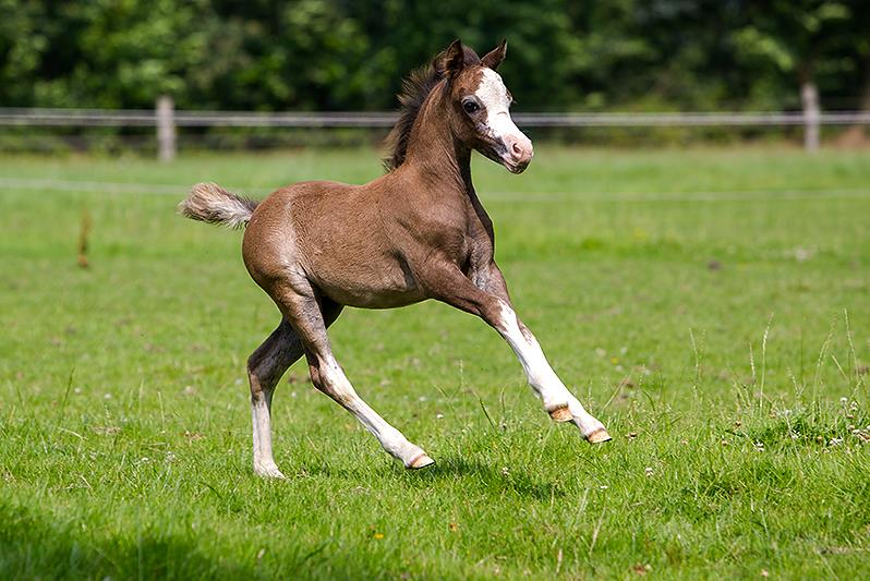 Welsh Mountain Pony - Miss Monroe